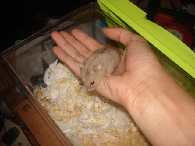 Billede