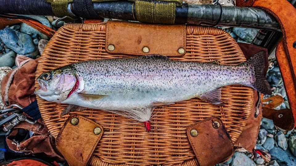 rainbow%20trout_zpsy0mcut36.jpg