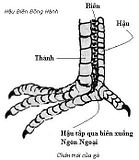 Bí quyết xem vảy gà của người xưa