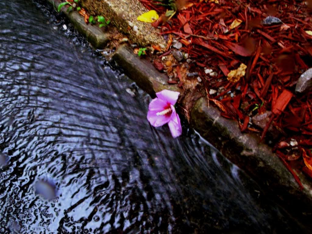 Gutter flower