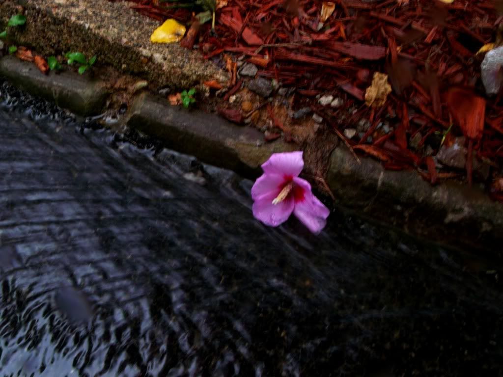 Gutter flower 2