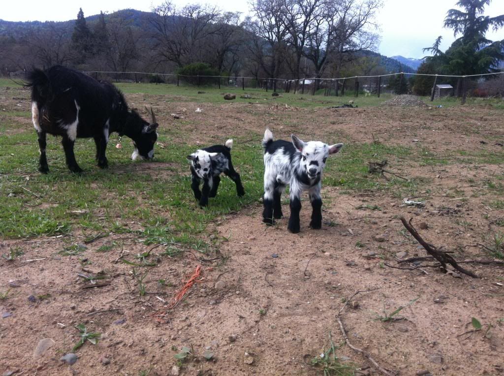 Babygoats891_zpsaccf97aa.jpg