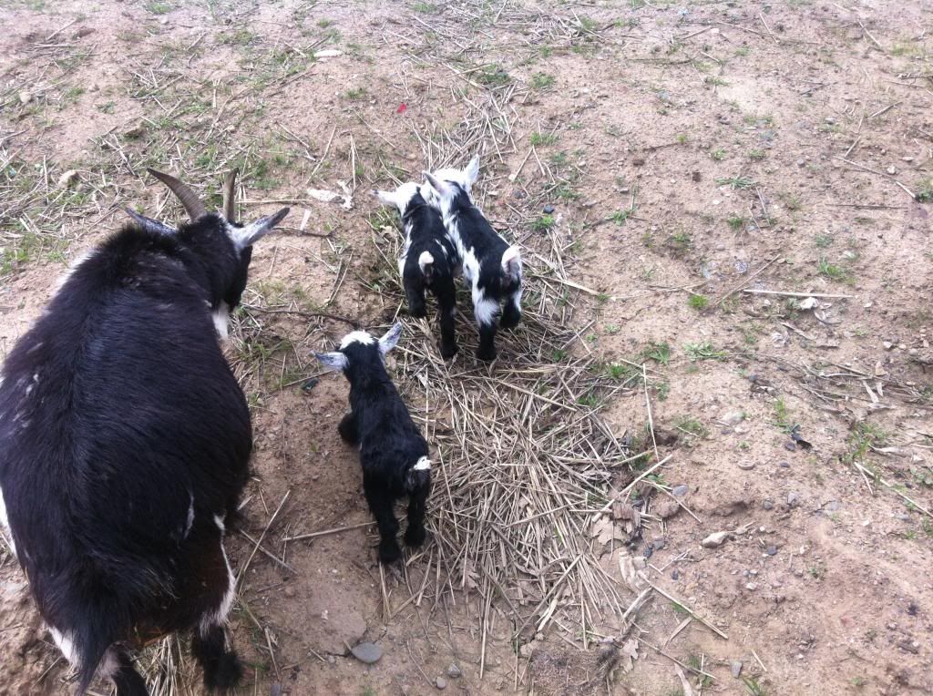 Babygoats939_zpsdf84dea9.jpg