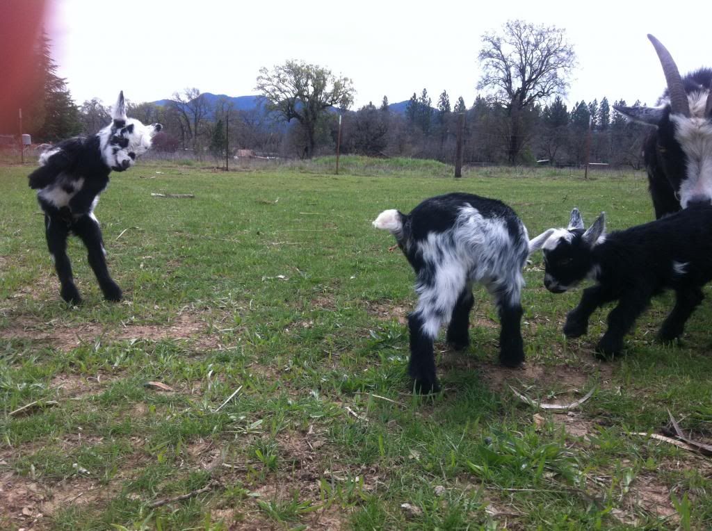 Babygoats944_zpsfe8ca862.jpg