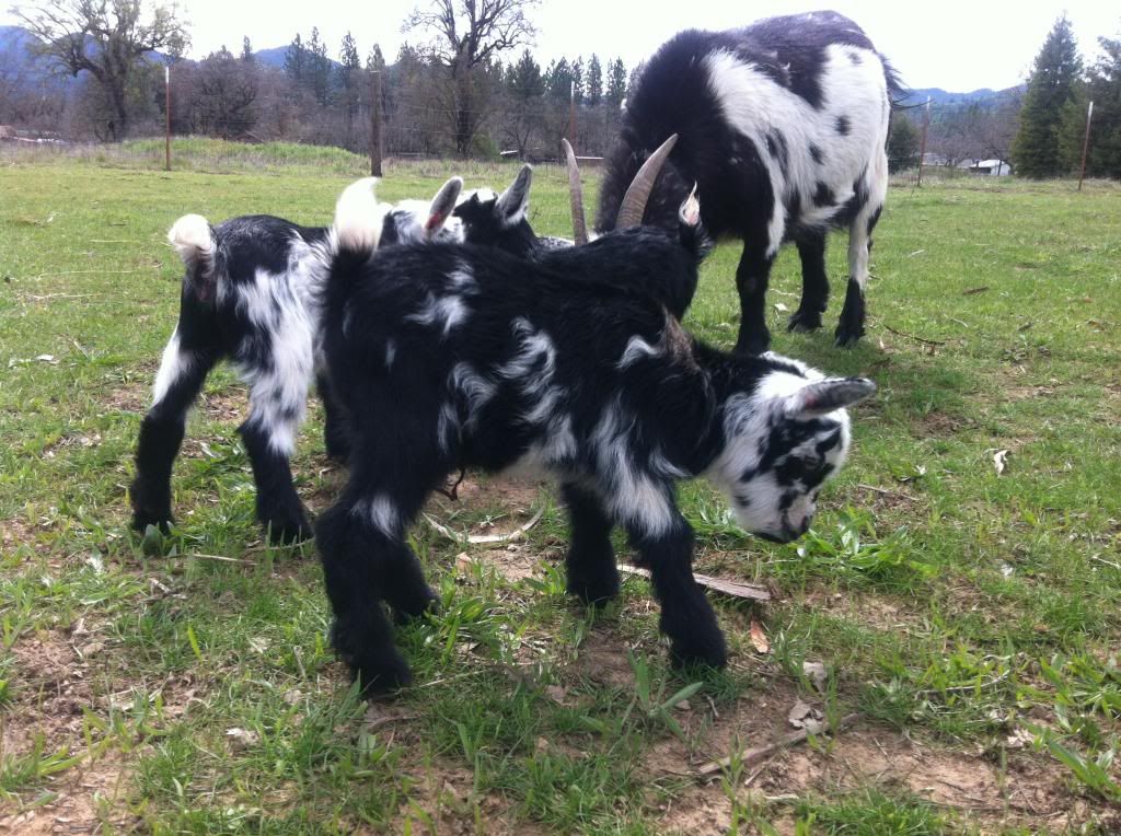 Babygoats946_zps4a2d8d6f.jpg