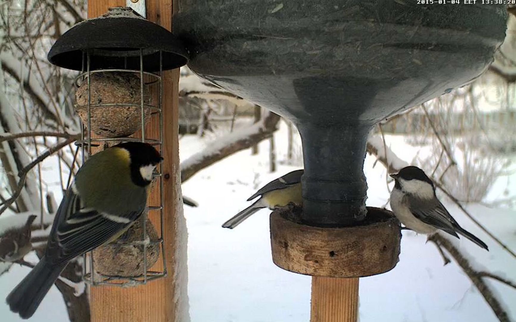 Small Bird Feeder Webcam Forum 2014 2015 Page 6 Looduskalender