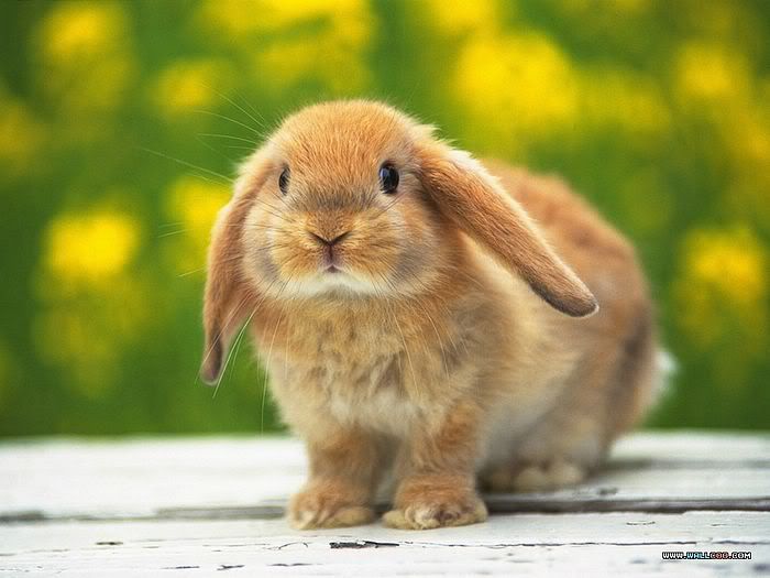 Rabbit Pictures, Images and Photos
