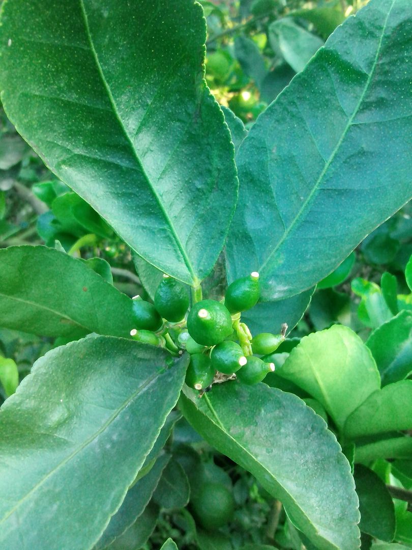 Này thì chanh trái vụ