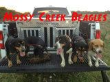 Mossy Creek Beagles Avatar