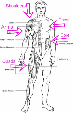 Basic Body Muscles