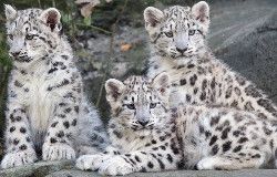 snowecubs_zpsdfml6b6x.jpg