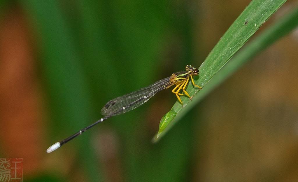DSC_7026.jpg