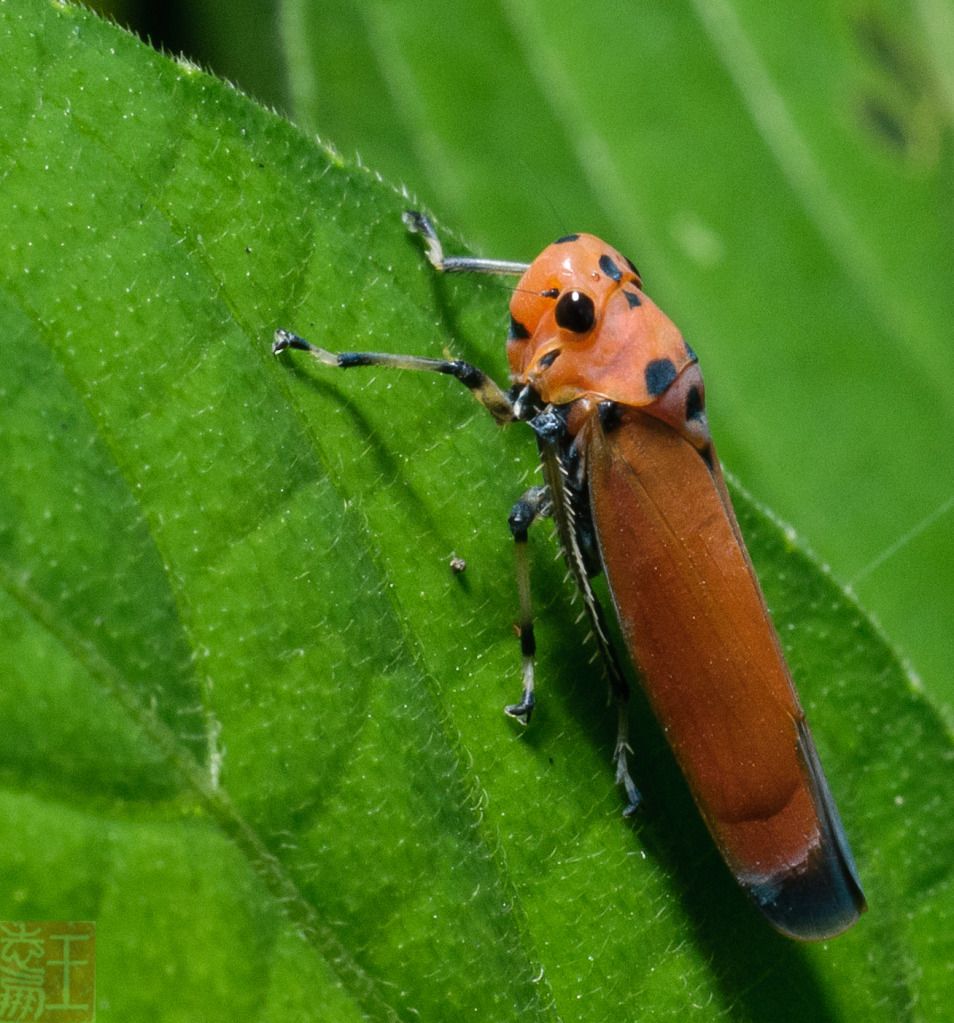 DSC_9636.jpg