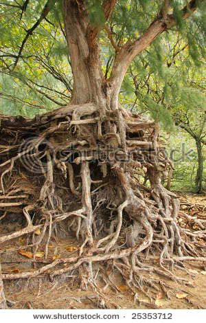 tree roots Pictures, Images and Photos