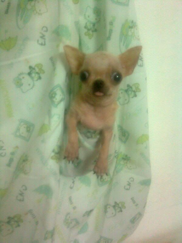 Chihuahua VÀ Poodle mini-siêu mini (Bỏ túi!) lông dài-ngắn thuầnchủng, Bán-Nhận phối giống. - 30