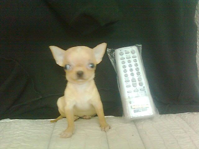 Chihuahua VÀ Poodle mini-siêu mini (Bỏ túi!) lông dài-ngắn thuầnchủng, Bán-Nhận phối giống. - 33