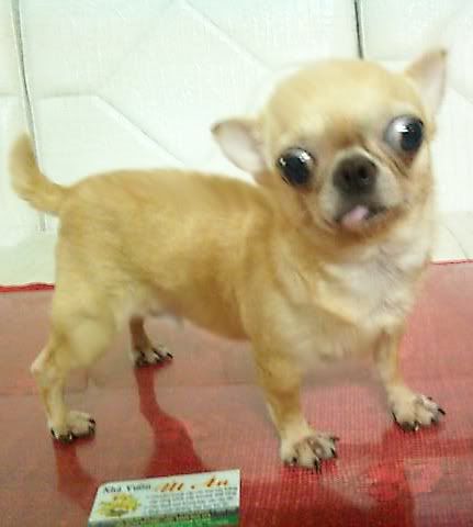 Chihuahua VÀ Poodle mini-siêu mini (Bỏ túi!) lông dài-ngắn thuầnchủng, Bán-Nhận phối giống. - 37