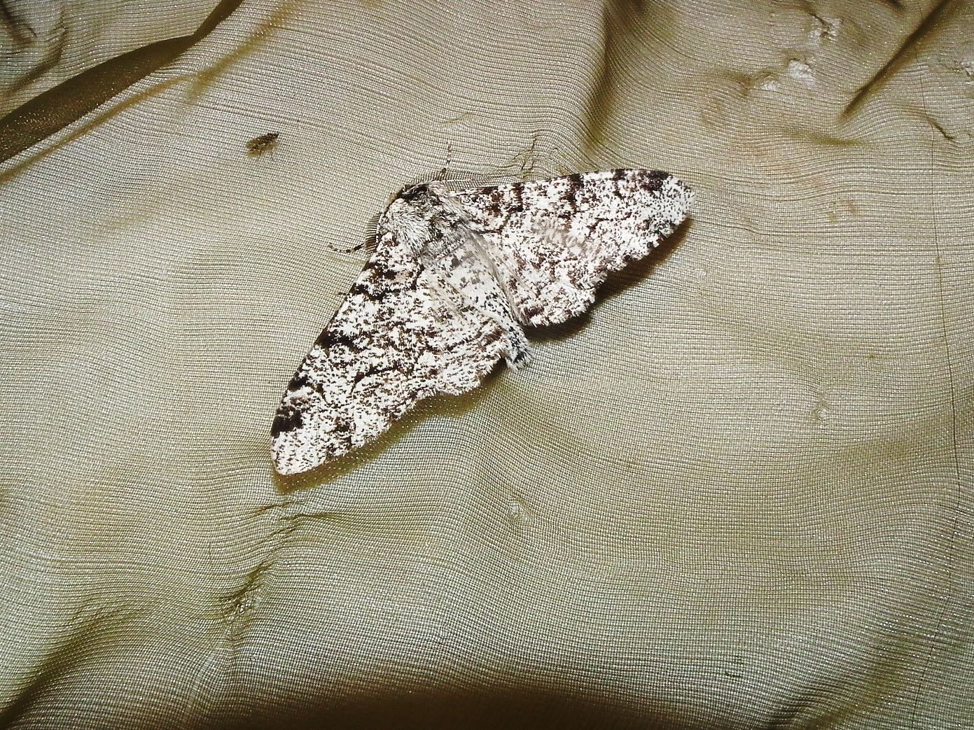 photo MARIPOSAS 225_zpsgqbl4wgk.jpg