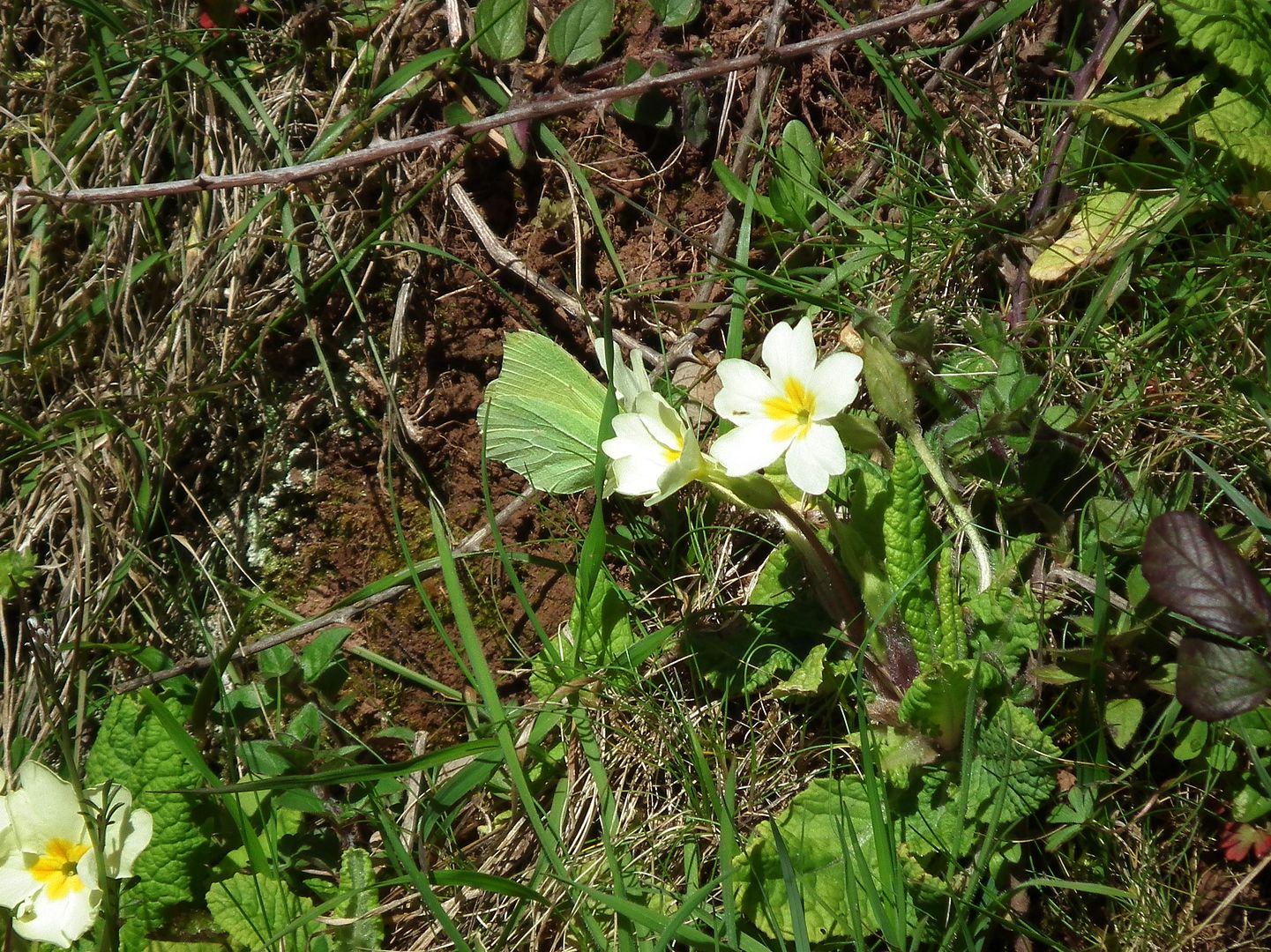 photo primavera035_zps2d67d3bc.jpg