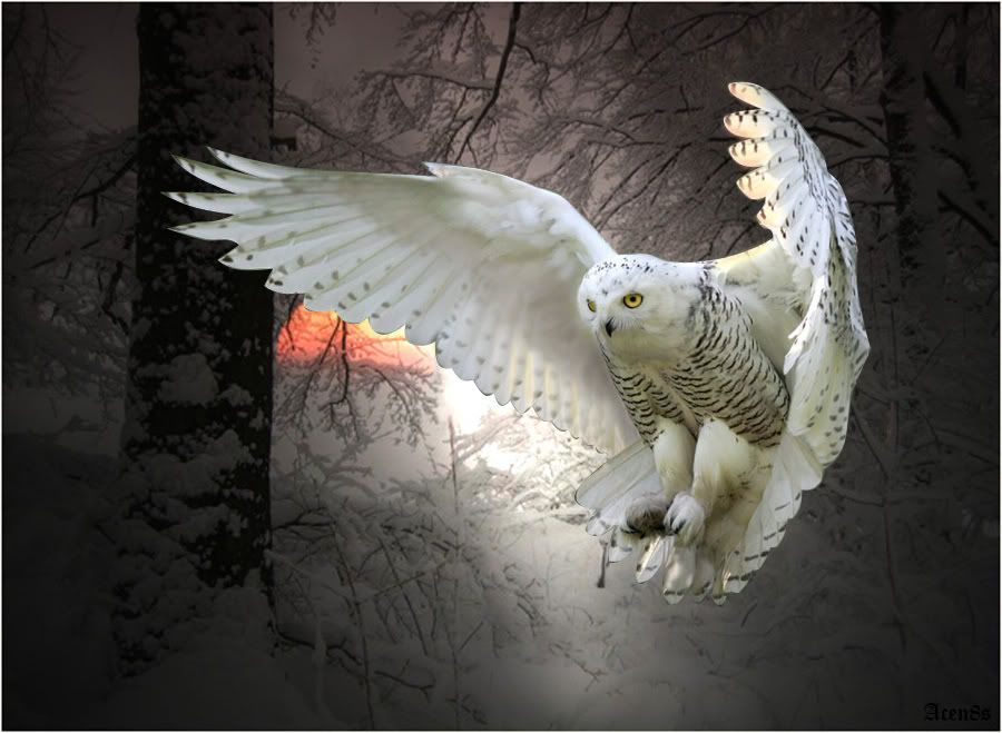 owl photo: Snowy Owl winterowl.jpg