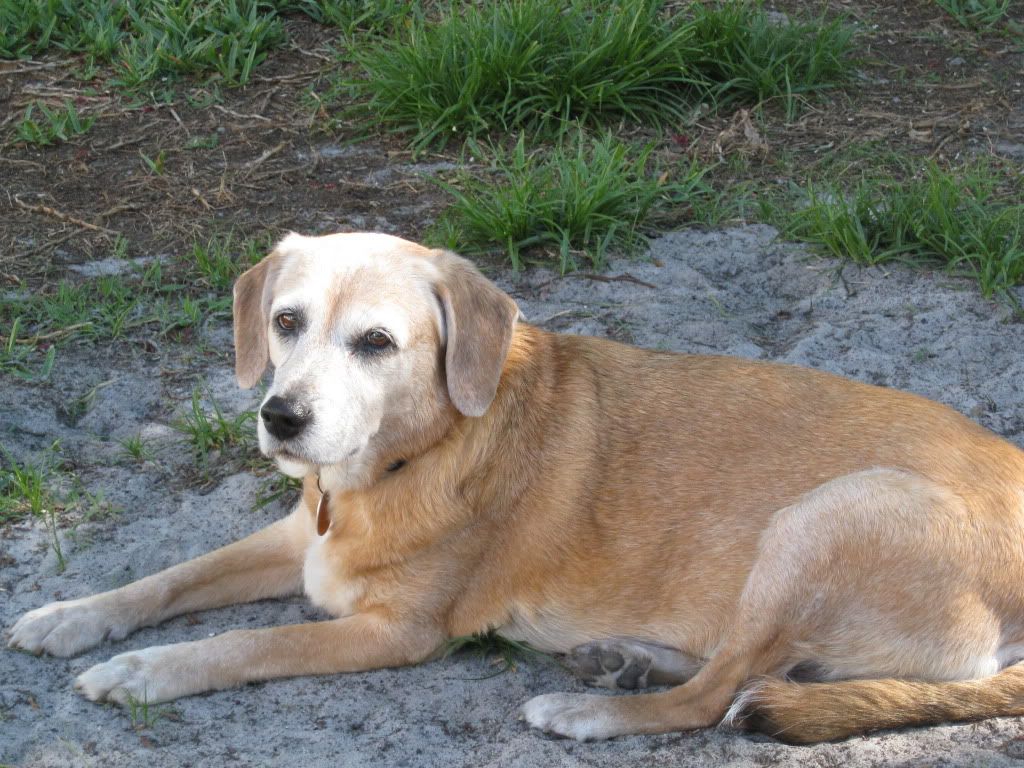 Labradoodle (Jacksonville, Orlando for sale, how much, home) Florida