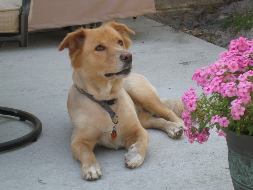 Labradoodle (Jacksonville, Orlando for sale, how much, home) Florida