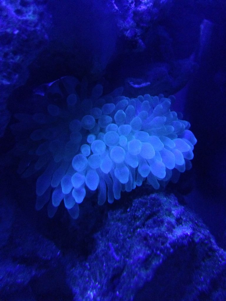100% white bubble tip anemone - Michigan Reefers