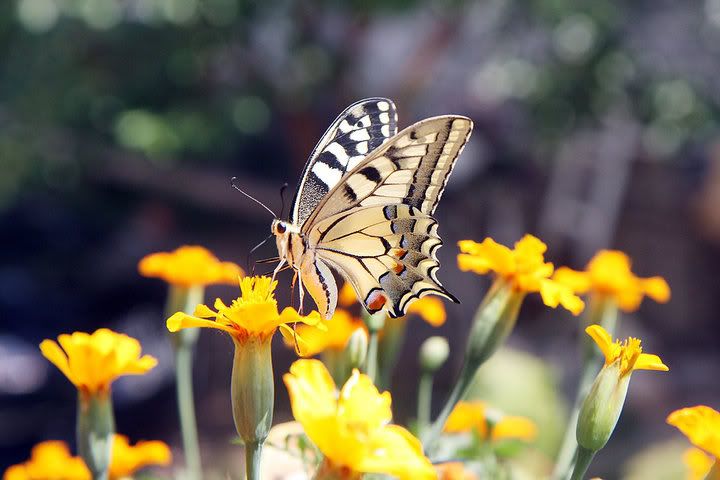butterfly on flowers photo: butterfly Leptiric.jpg