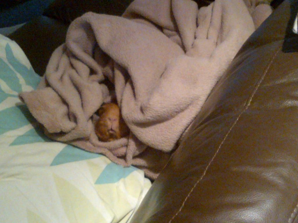 IMG-20121208-00243.jpg