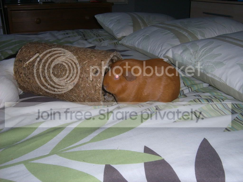 SUC56070.jpg