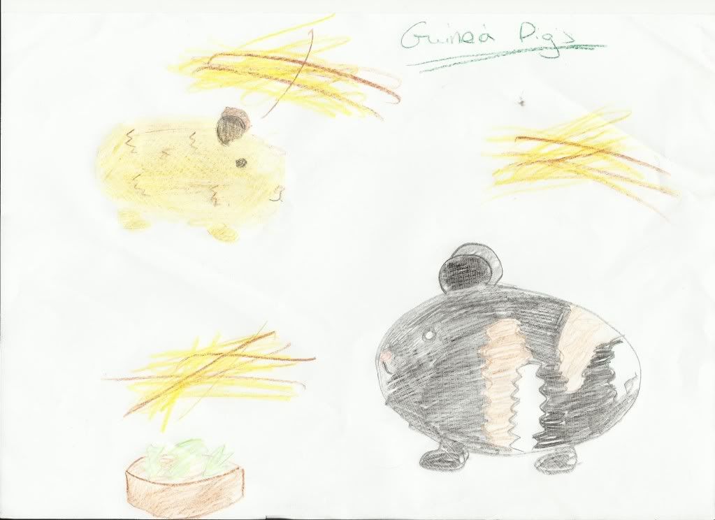 guineapigs001.jpg